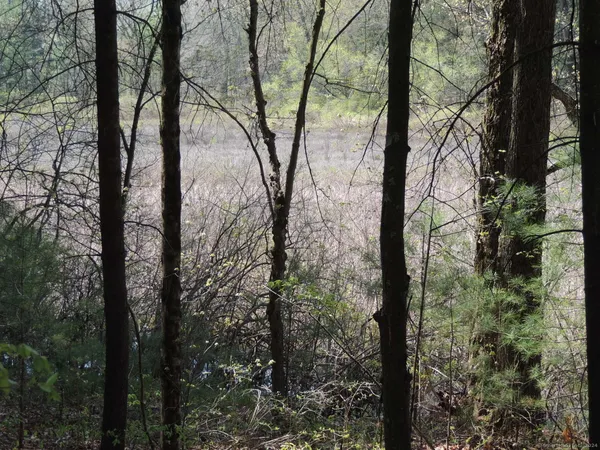 a view of a yard with trees in the background