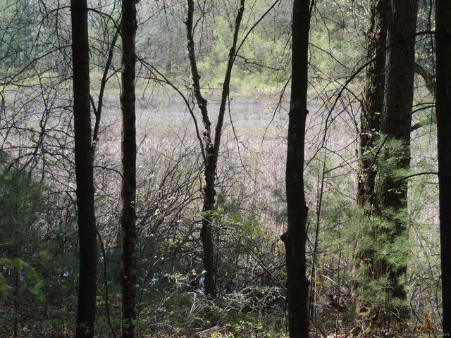 a view of a yard with trees in the background