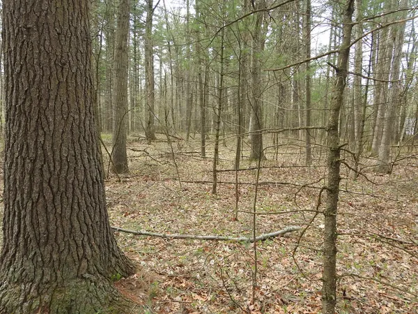 a view of a forest with trees in the background