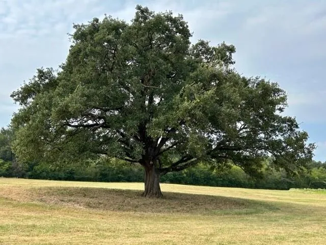 a view of an outdoor space and a yard