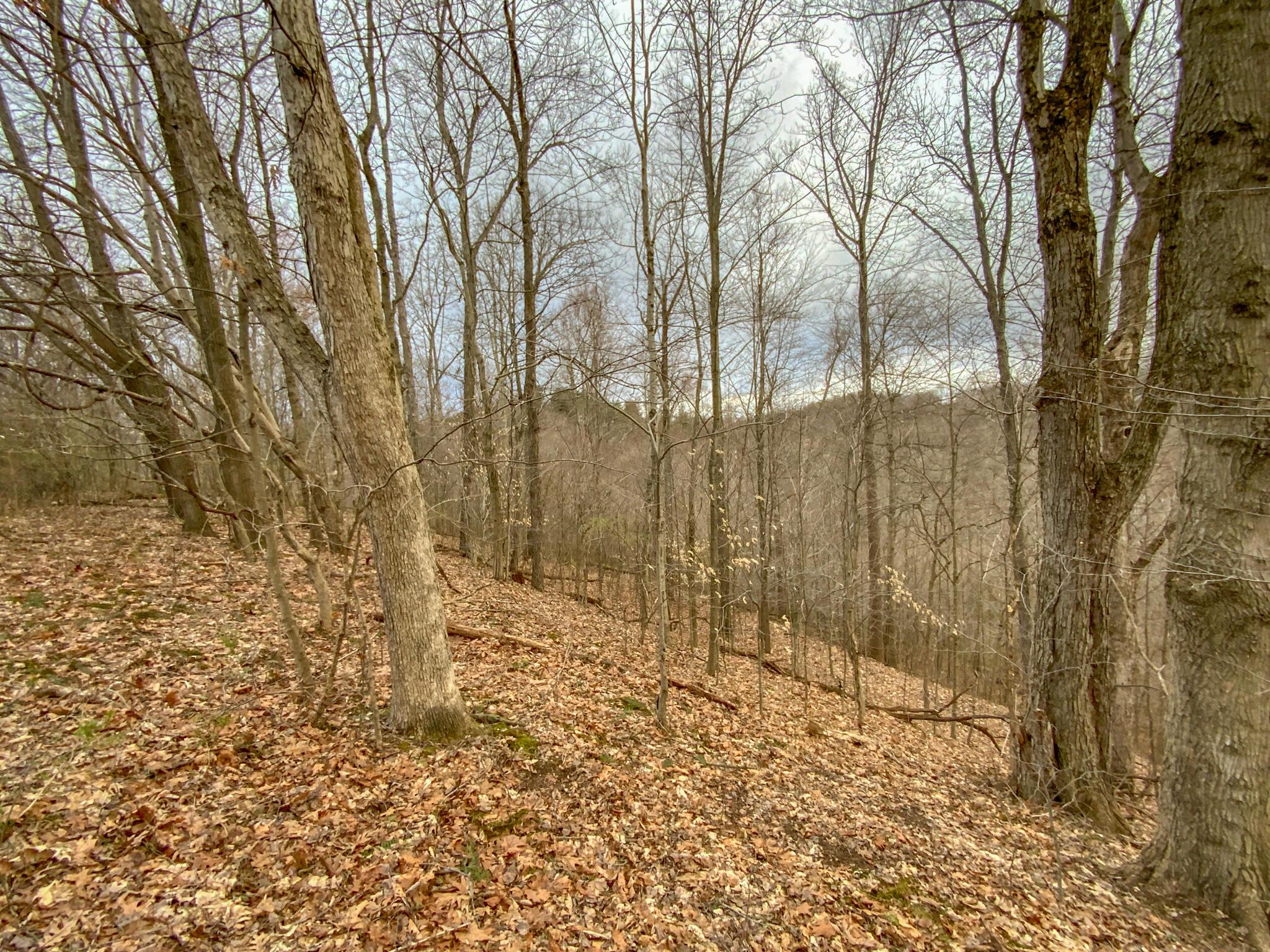 Lot 2 Fogle Road Caldwell, OH 43724 - Photo 5 of 23 IMG_5290