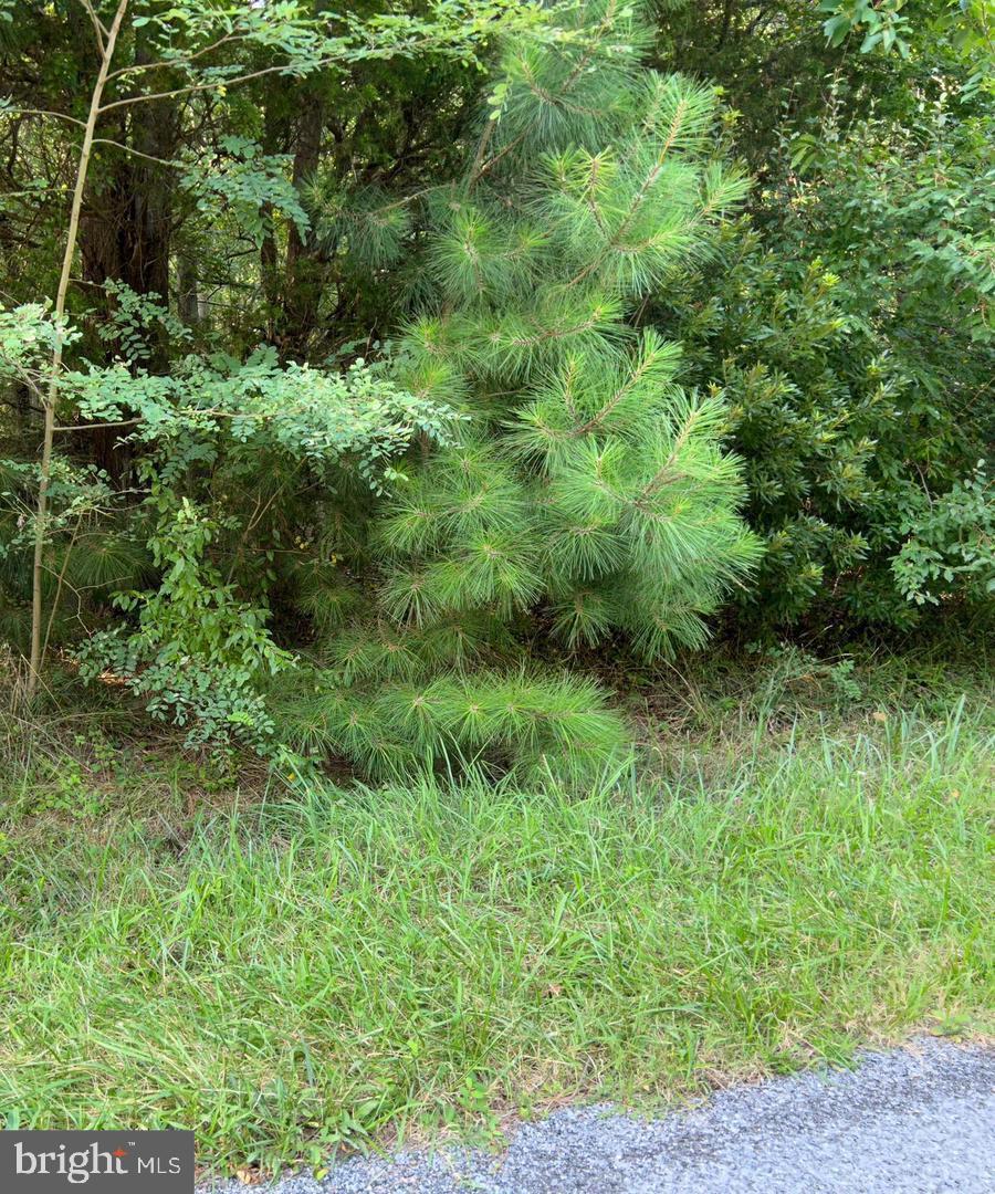 a view of a lush green forest