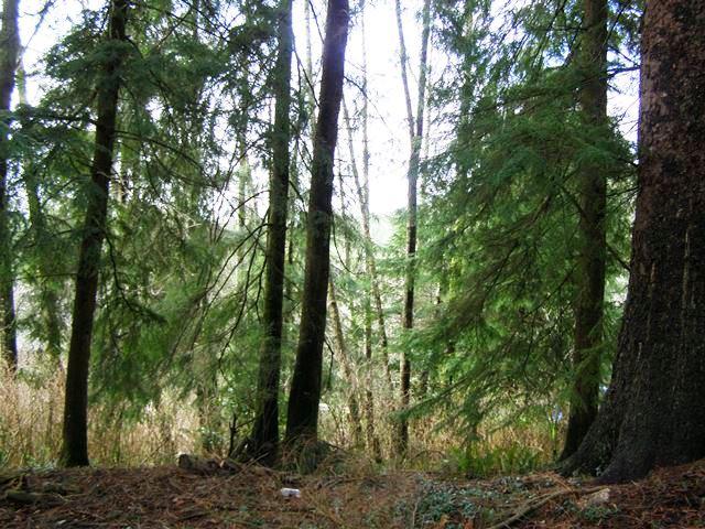 Tl# 500 Hubert Road Tillamook, OR 97141 - Photo 14 of 22 P3102824