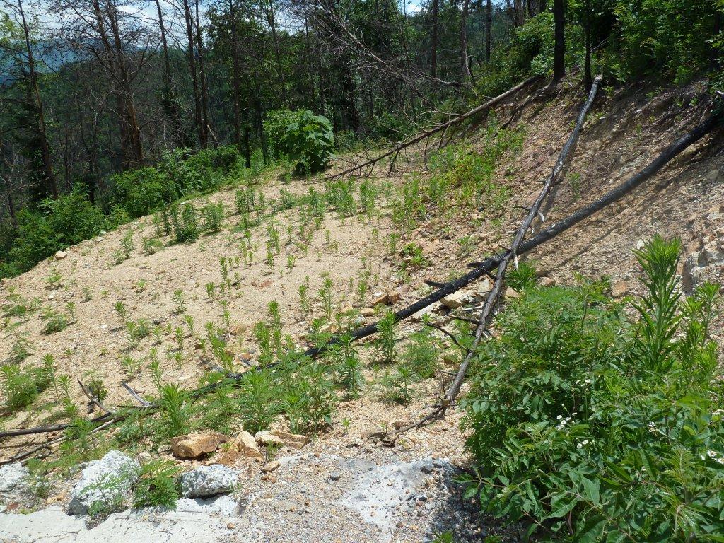 2109 Bluff Mountain Road Sevierville, TN 37862 - Photo 1 of 8 P1000898