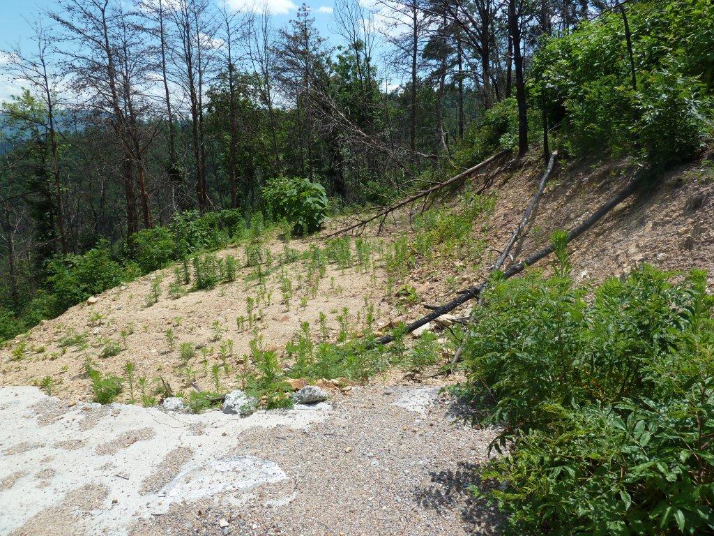 2109 Bluff Mountain Road Sevierville, TN 37862 - Photo 2 of 8 P1000899
