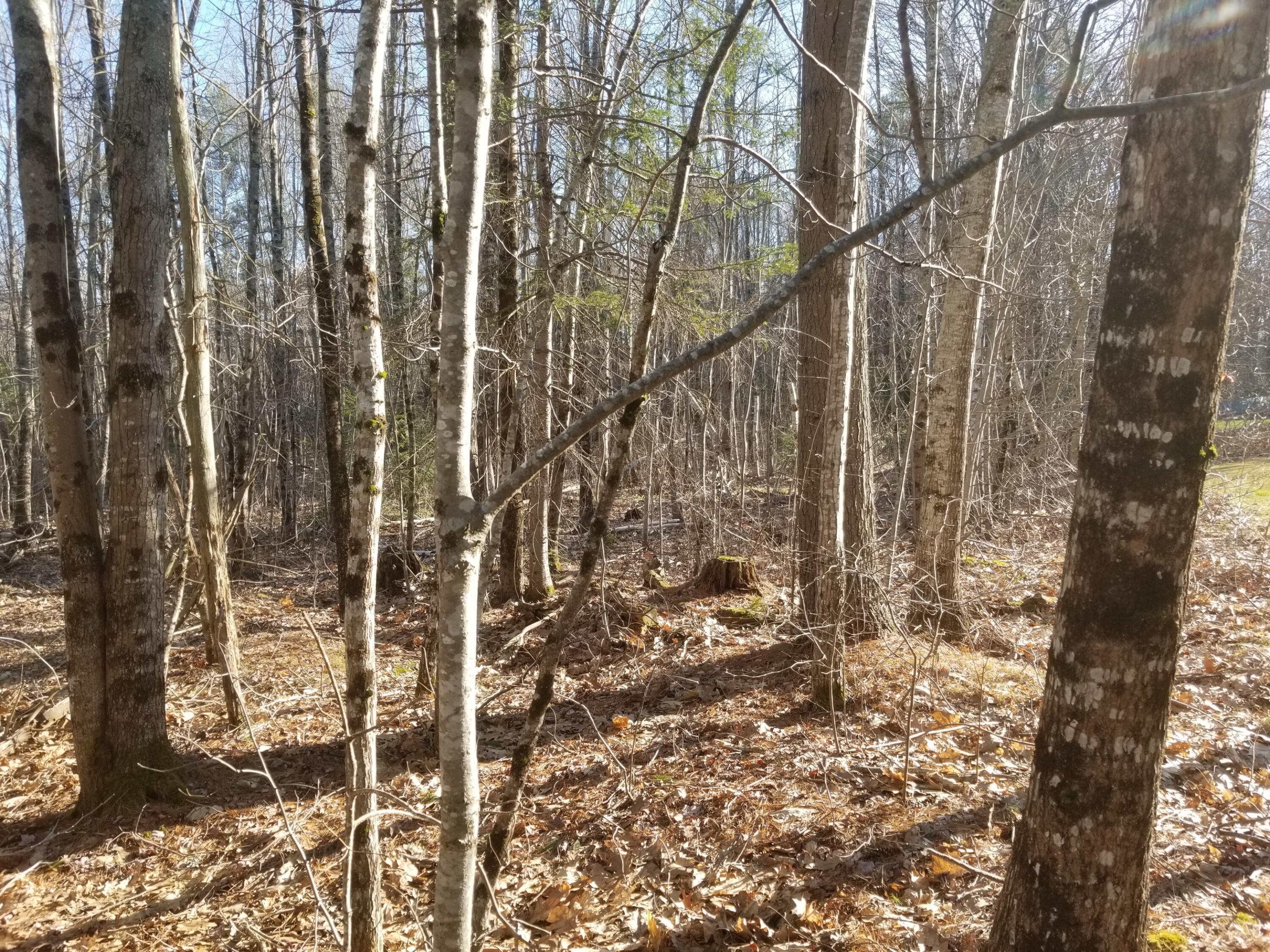 0 Gray Corner Road Woolwich, ME 04579 - Photo 6 of 21 20220420_171419