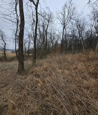 a view of a forest with trees in the background