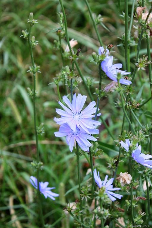 0 Robinson Road, Unit R1 Clyde, NC 28721 - Photo 11 of 14 a view of a flower
