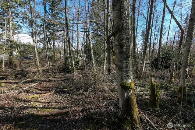 a view of a yard with lots of trees