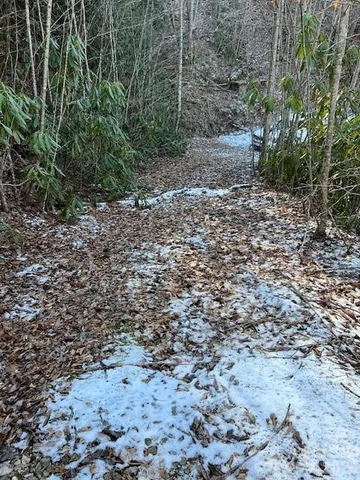 a view of a yard with plants and large trees