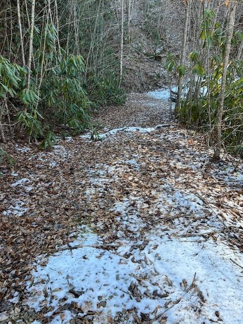 621 Round Top Road Bryson City, NC 28713 - Photo 5 of 13 a view of a yard with plants and large trees