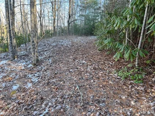 a view of a yard with plants and trees