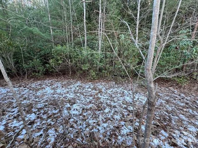 a view of a plants and trees