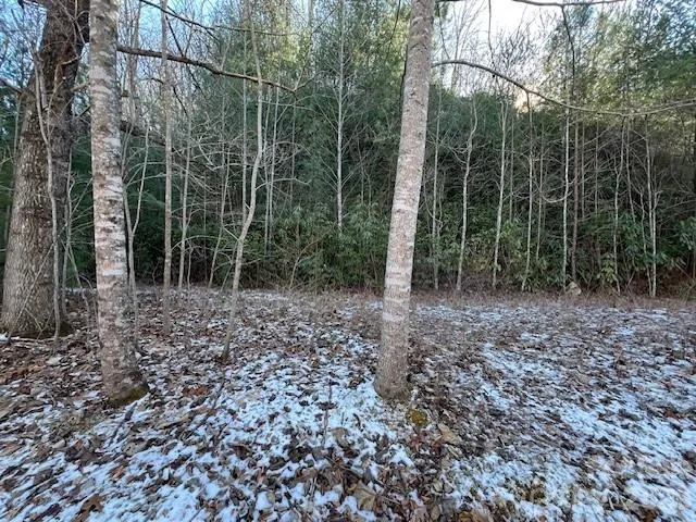 a view of a forest with trees