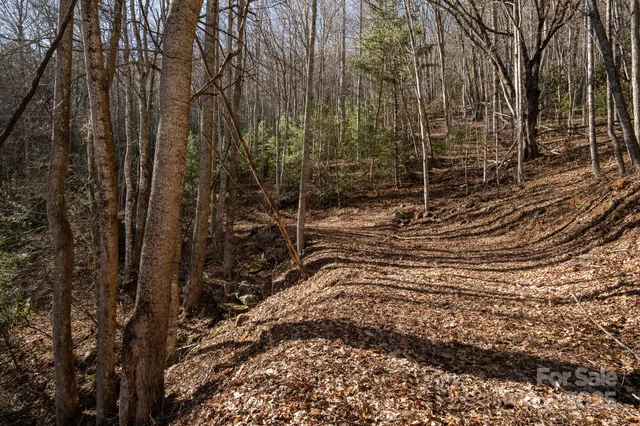 a view of a forest filled with trees