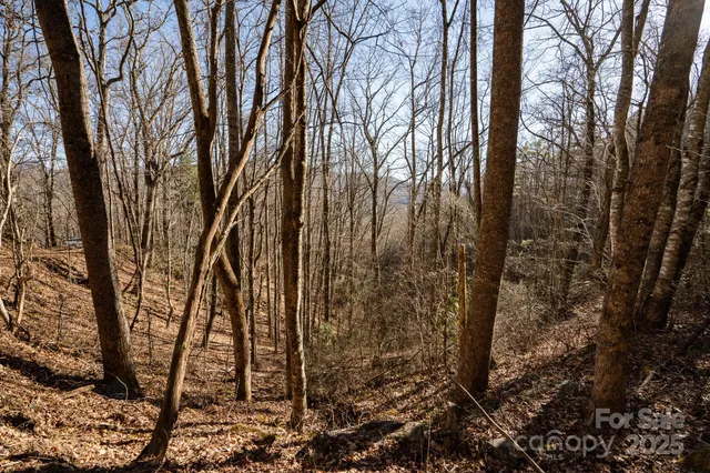 a view of a backyard with large trees
