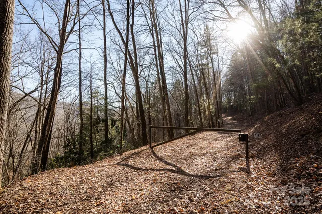 a view of a forest with trees