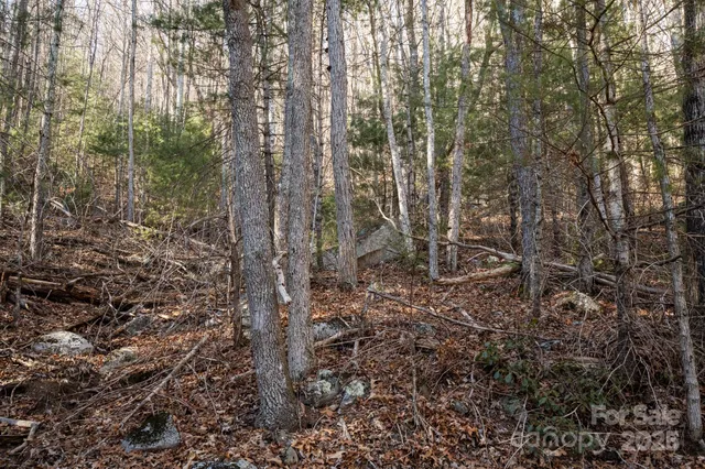 a view of backyard with wooden floor and large trees