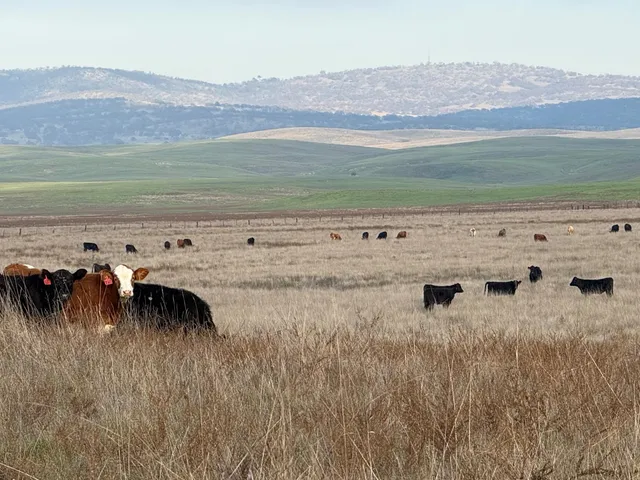 a view of a lake with a mountain in the background