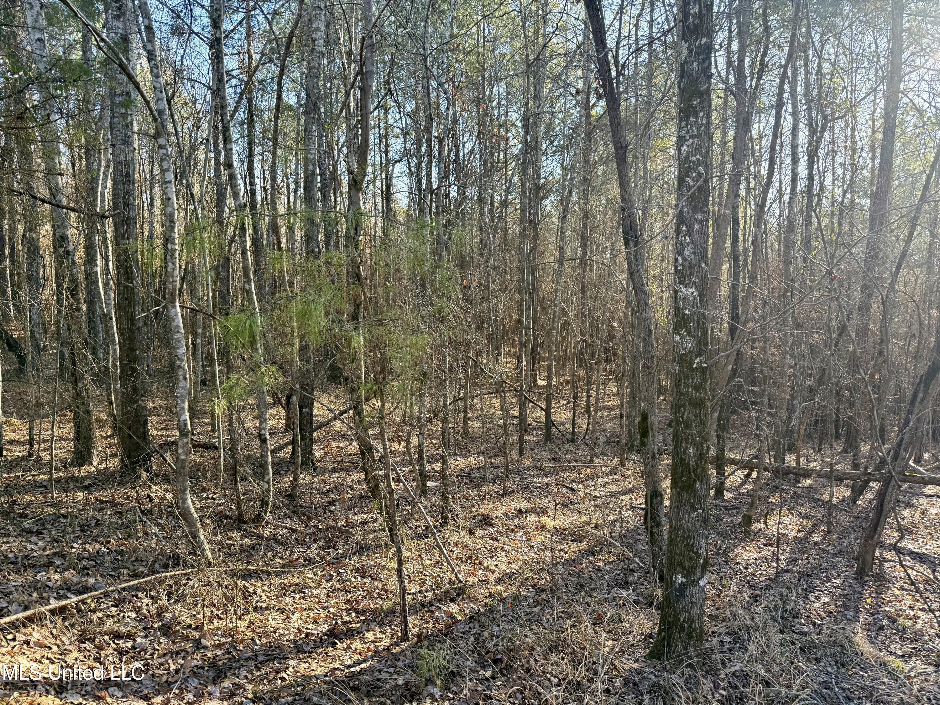 Ingram Road McCool, MS 39108 - Photo 6 of 14 IMG_2262