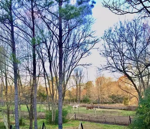 a view of large trees