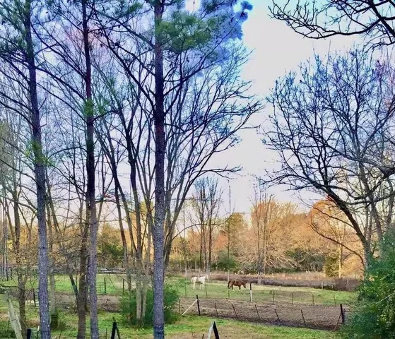 a view of large trees