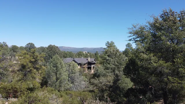 a view of a forest with a tree