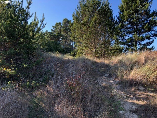 5 Eden Lane Florence, OR 97439 - Photo 16 of 23 a view of a forest with a tree in back