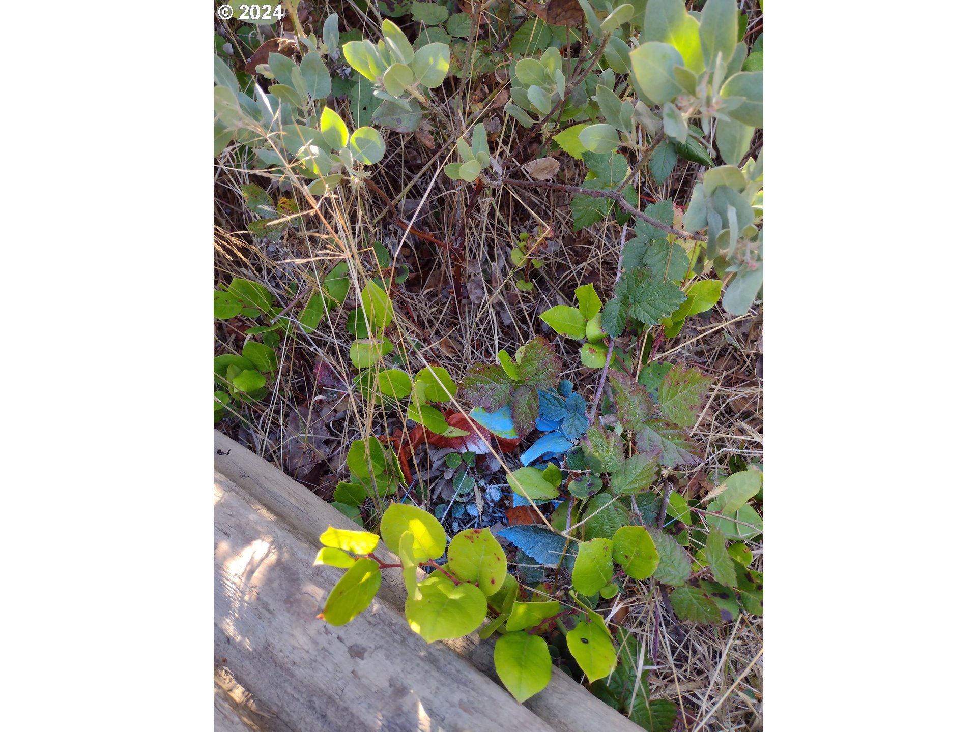 5 Eden Lane Florence, OR 97439 - Photo 21 of 23 a plant with lots of flowers