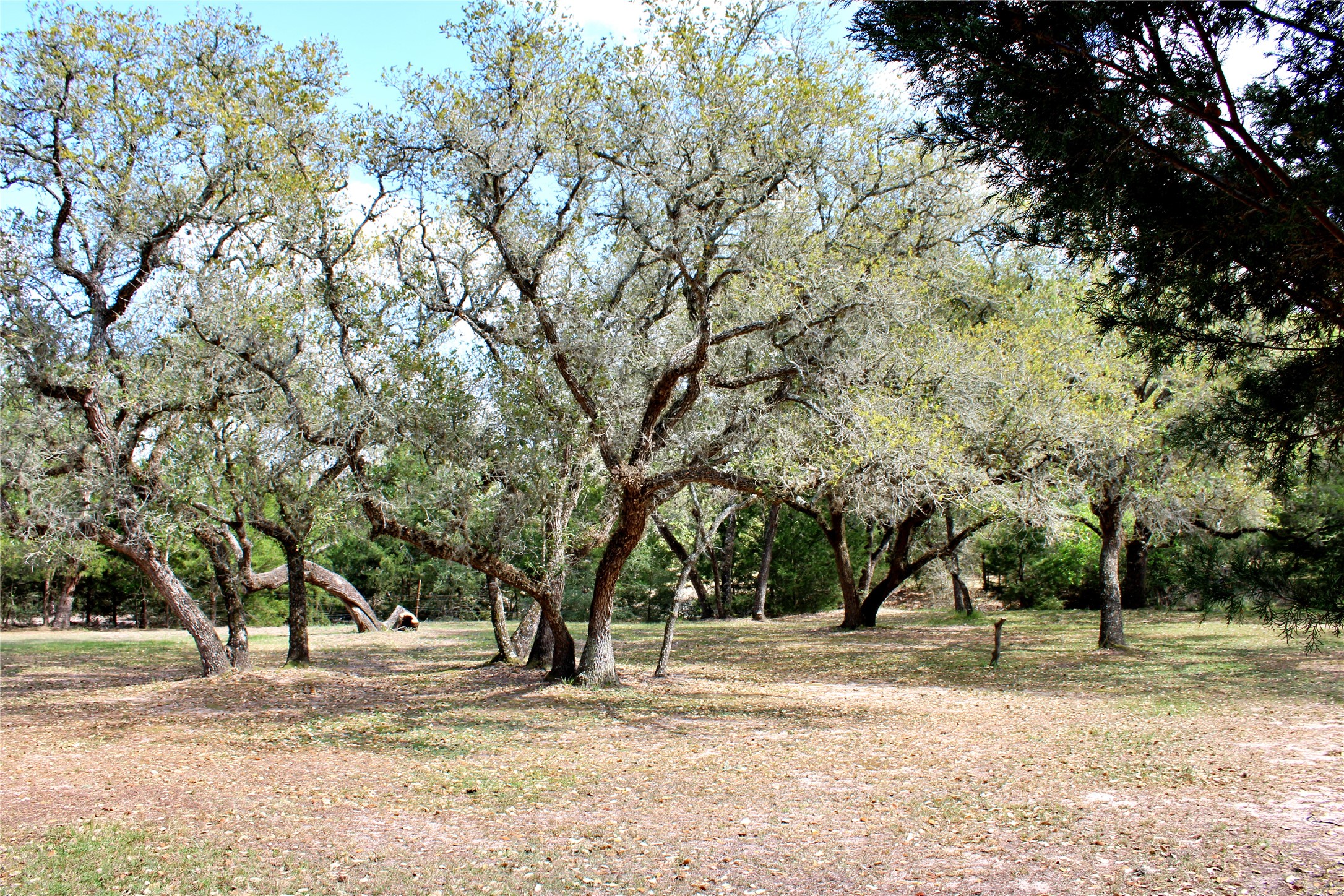 1061 Dee Allen Road Columbus, TX 78934 - Photo 20 of 40