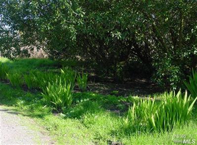 10660 Barnett Valley Road Sebastopol, CA 95472 - Photo 7 of 10 a view of backyard with green space