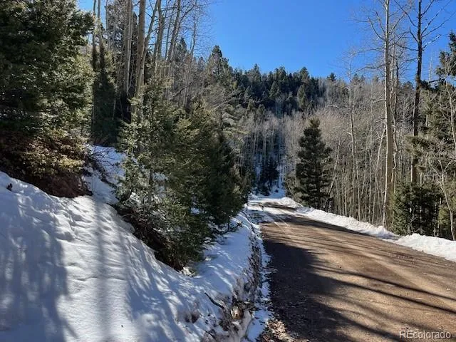 a view of a park with large trees