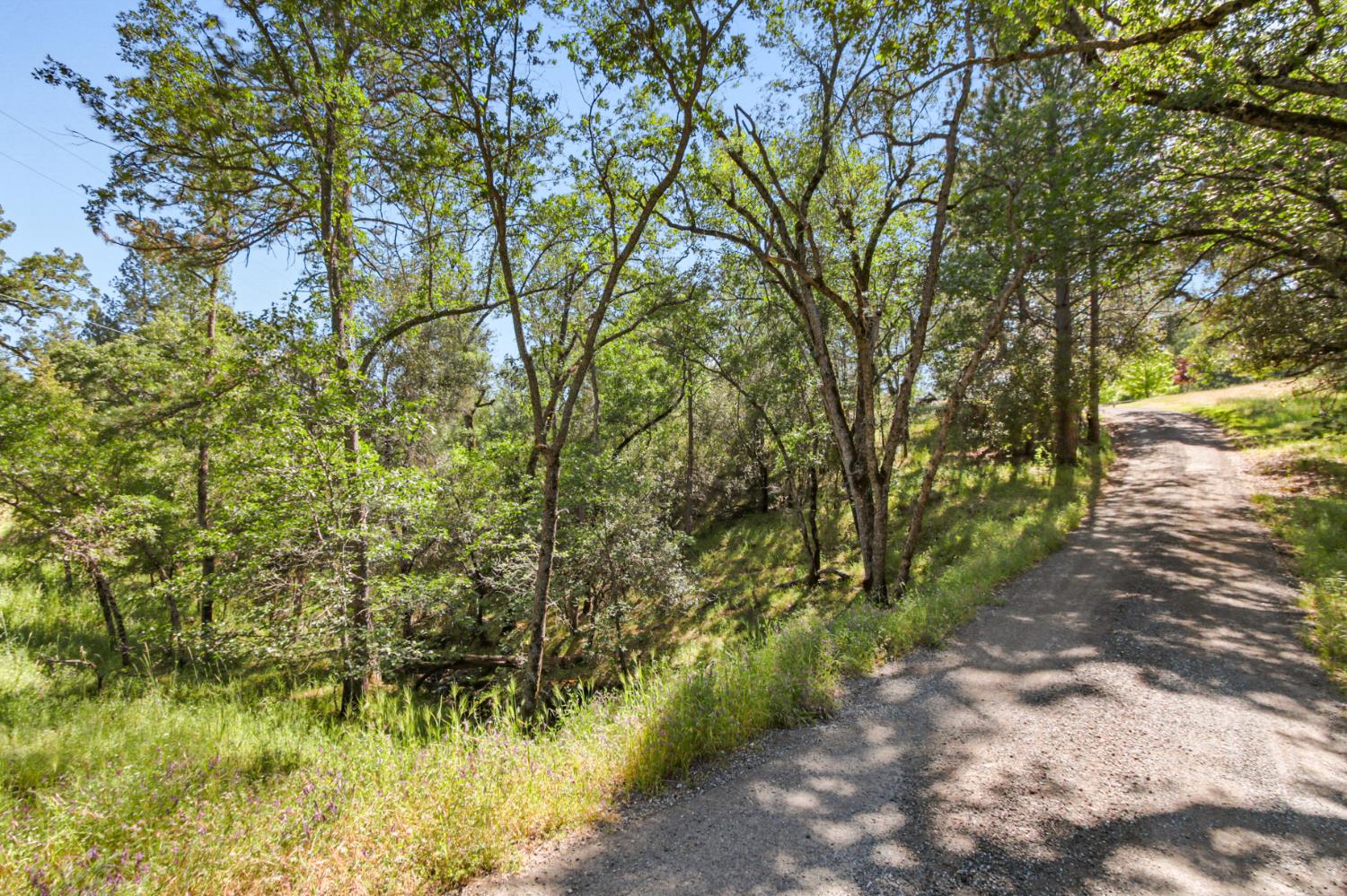 0 Hoot Owl Ravine Road Placerville, CA 95667 - Photo 6 of 20 a view of a yard with plants and large trees