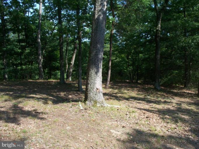2818 Tabor Road Berkeley Springs, WV 25411 - Photo 13 of 21 a view of a tree with a yard