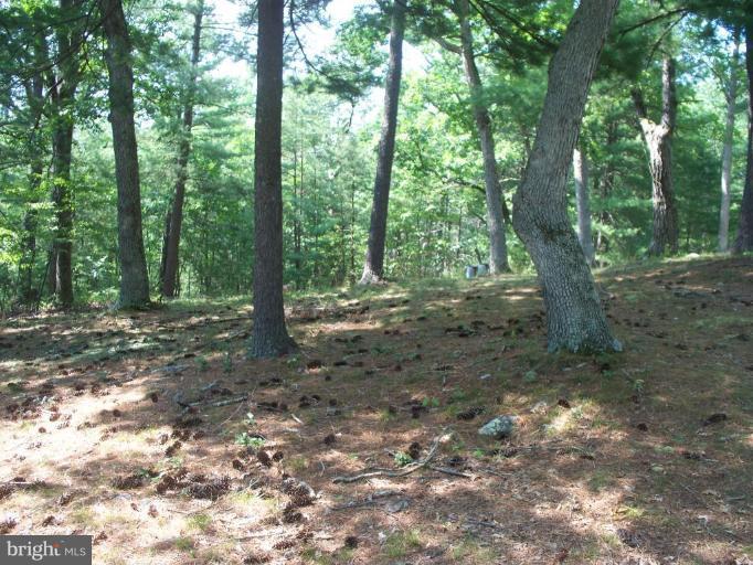 2818 Tabor Road Berkeley Springs, WV 25411 - Photo 15 of 21 a view of a forest with trees in the background