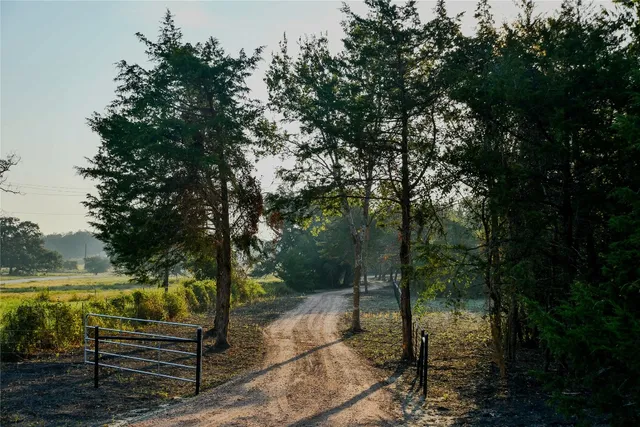 a view of a park with large trees
