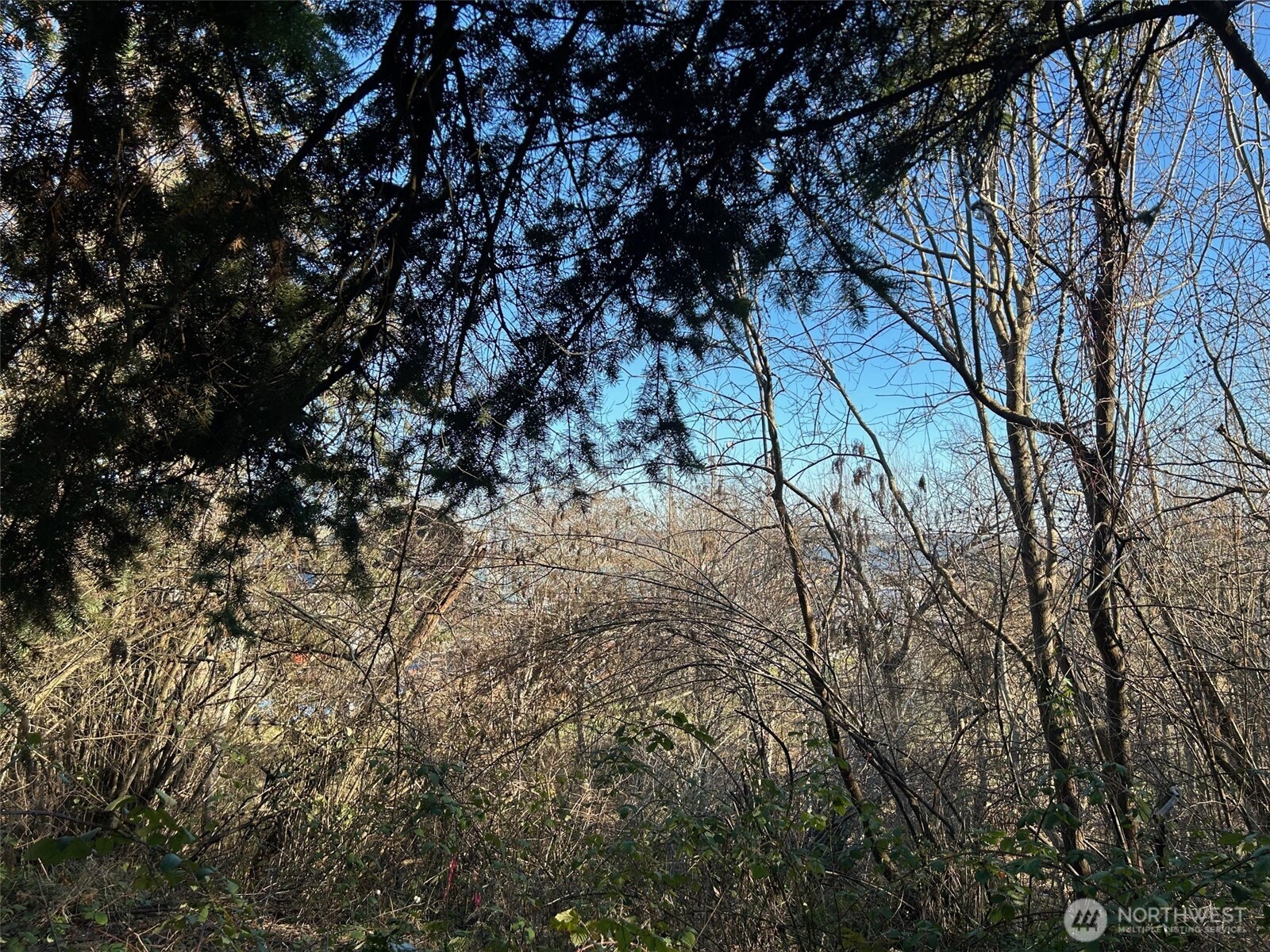 687 West Sims Way Port Townsend, WA 98368 - Photo 3 of 3 a view of tree