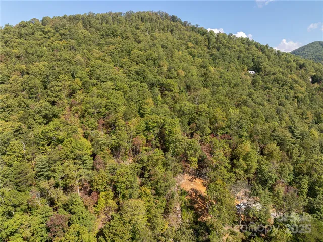 a view of a big yard with lots of bushes