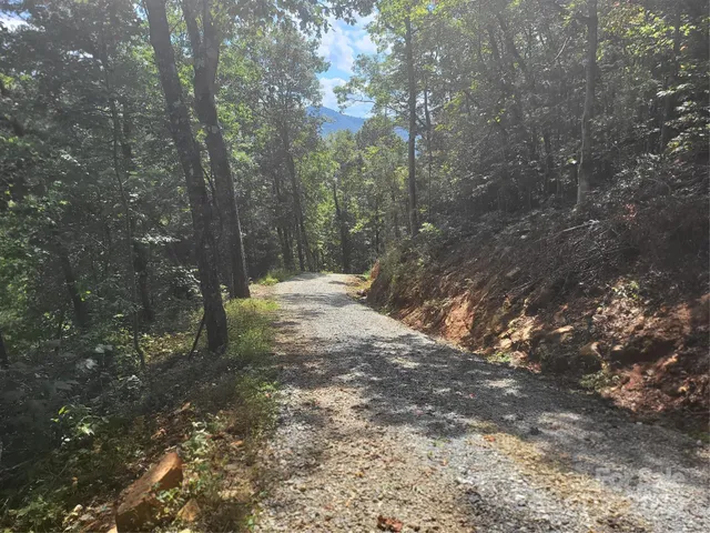 a view of a forest with trees