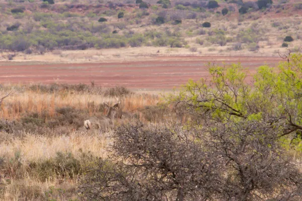 $560,000 | High Point, Memphis, TX 79245