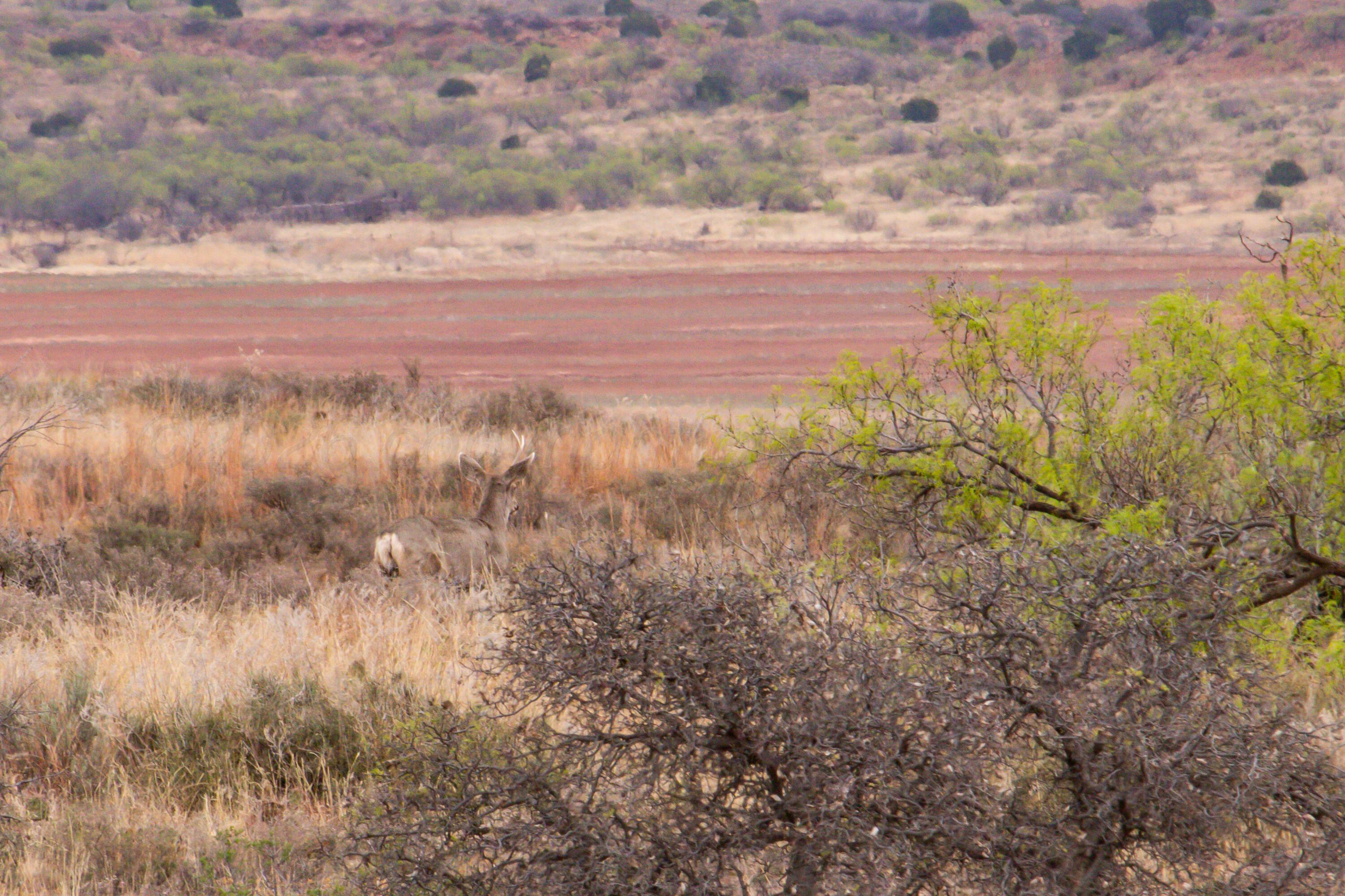 High Point Memphis, TX 79245 - Photo 30 of 63 030