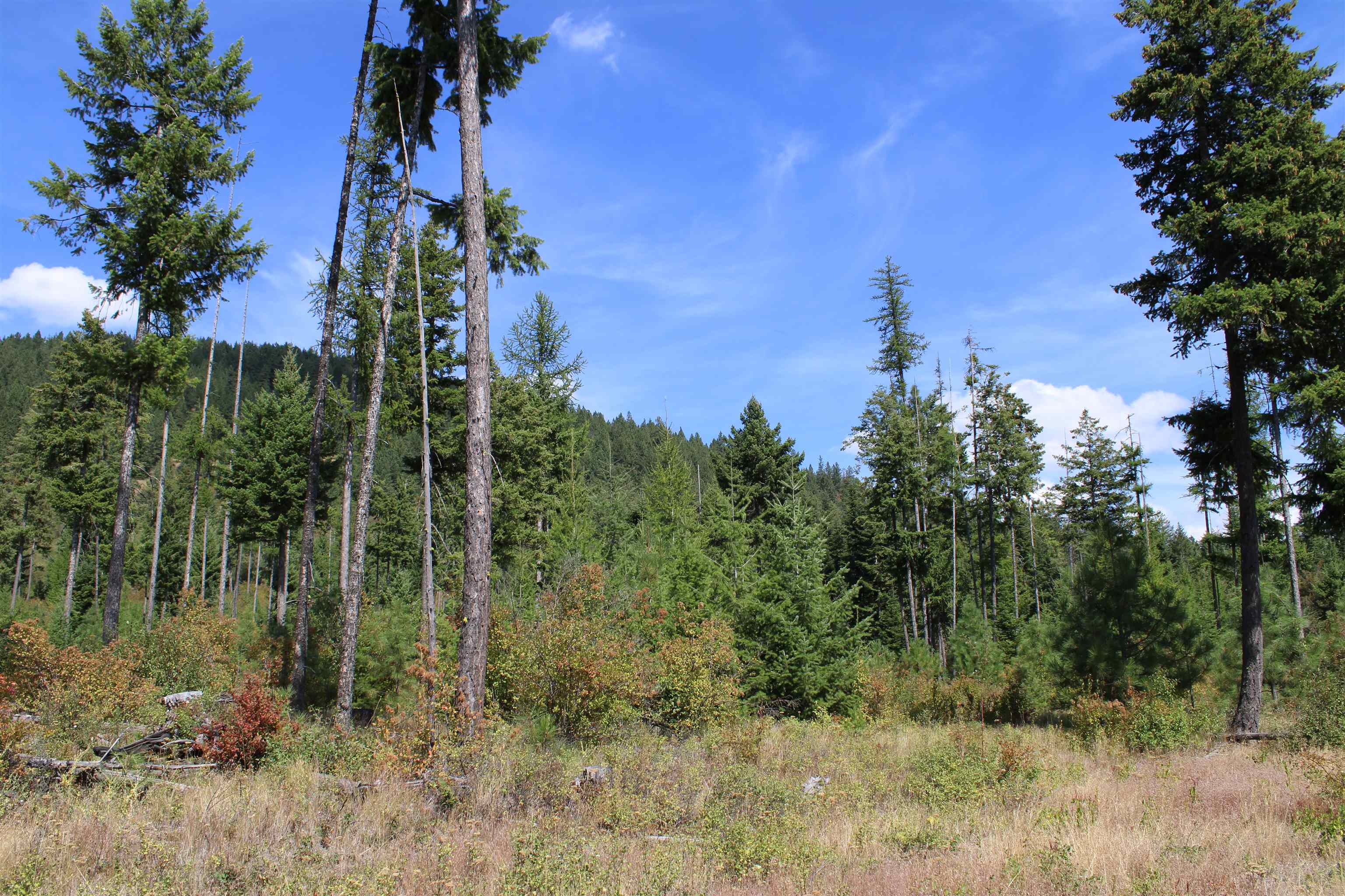 Xxx Ellery Ranch Road Elk, WA 99009 - Photo 10 of 16 Gallery Image 10