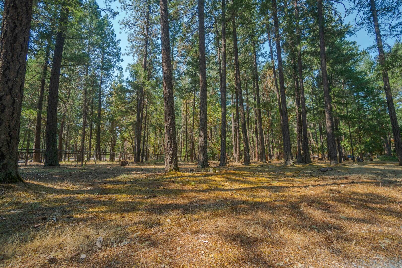 1111 Powell Creek Road Williams, OR 97544 - Photo 72 of 85 DSC01044
