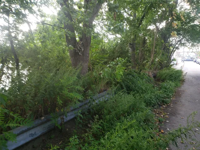 a view of a forest with trees in the background