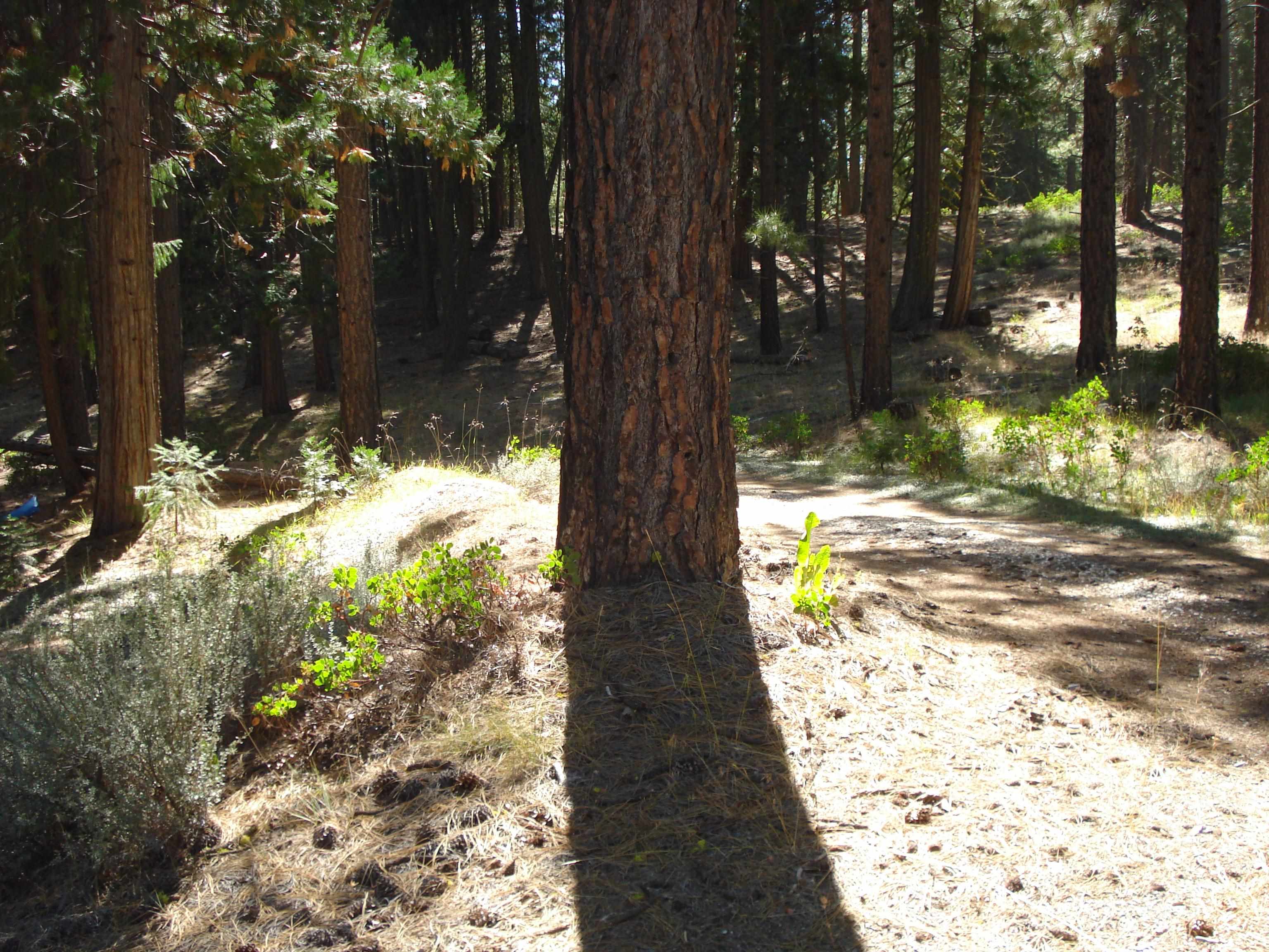 455 C Road Clio, CA 96106 - Photo 4 of 13