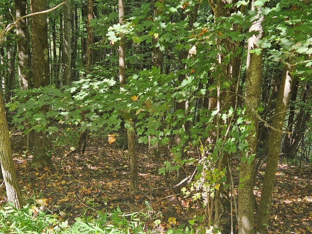 13.51-ac Cartwright Road Rowe, VA 24646 - Photo 4 of 25 Gallery Image 4