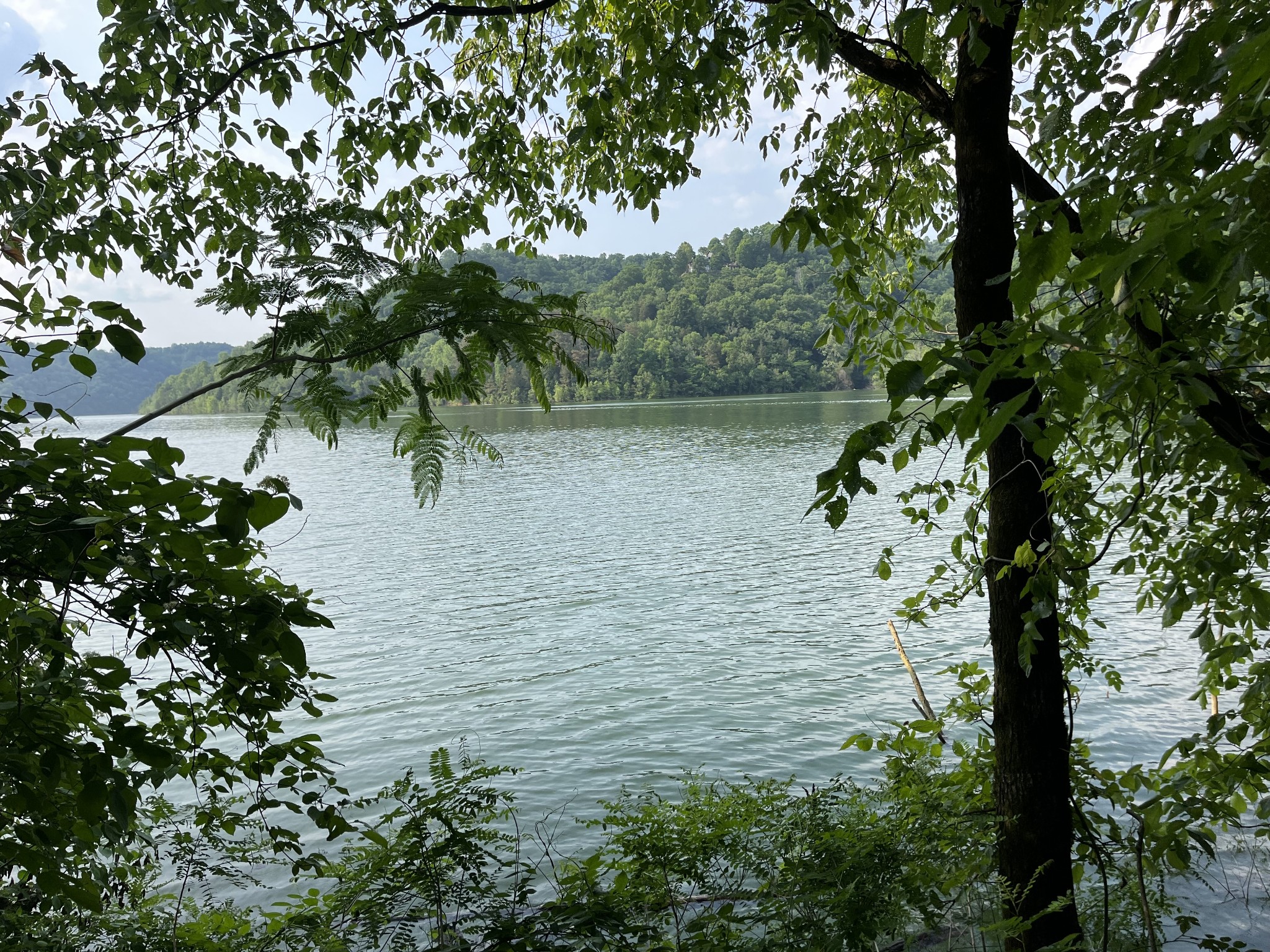a view of a lake with a tree