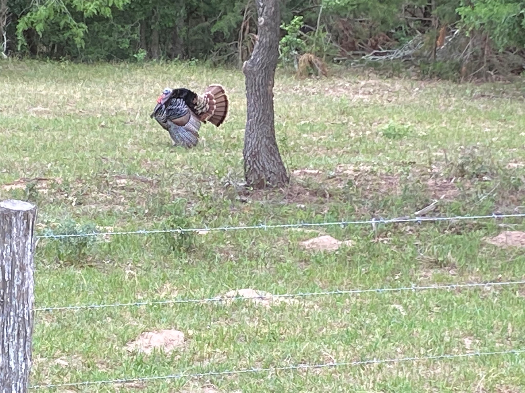 2810 West Old Lockhart Road Muldoon, TX 78949 - Photo 13 of 42 Turkey