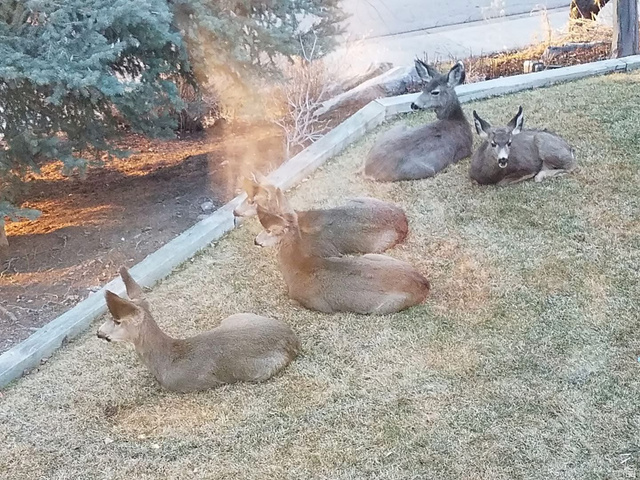 4122 North Imperial Way Provo, UT 84604 - Photo 58 of 62 Image quality insufficient for description
