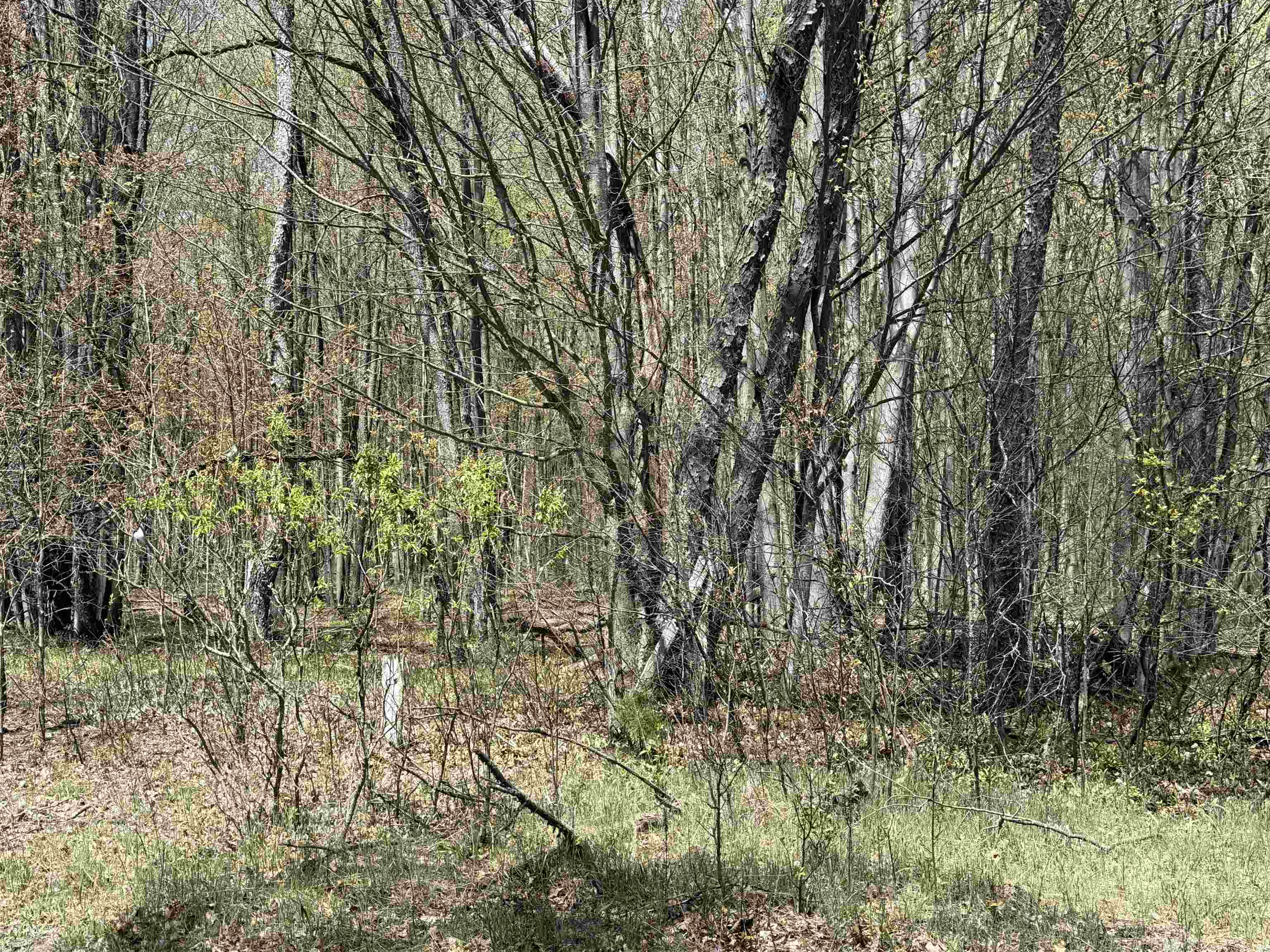 7274 South Forward Road McBain, MI 49657 - Photo 58 of 76